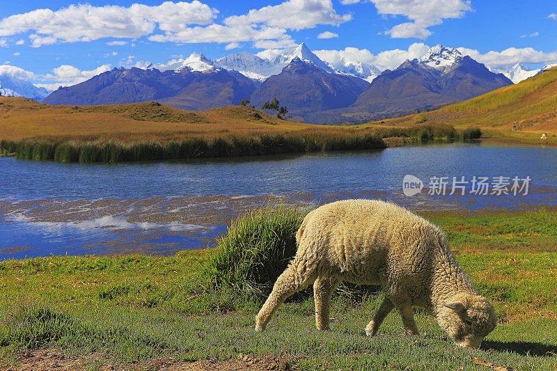 Sheep and Wilcacocha…Blanca全景